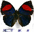  (Memphis anna - JFDA0585)  @11 [ ] by-nc-sa (2024) Jean F. Le Crom Jean F. Le Crom