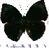  (Memphis laura - JFDA0586)  @11 [ ] by-nc-sa (2024) Jean F. Le Crom Jean F. Le Crom