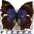  ( - JFDA0597)  @11 [ ] by-nc-sa (2024) Jean F. Le Crom Jean F. Le Crom