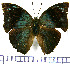  ( - JFDA0608)  @11 [ ] by-nc-sa (2024) Jean F. Le Crom Jean F. Le Crom