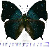  ( - JFDA0609)  @11 [ ] by-nc-sa (2024) Jean F. Le Crom Jean F. Le Crom