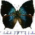  ( - JFDA0619)  @11 [ ] by-nc-sa (2024) Jean F. Le Crom Jean F. Le Crom