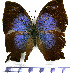  ( - JFDA0622)  @11 [ ] by-nc-sa (2024) Jean F. Le Crom Jean F. Le Crom