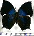  ( - JFDA0623)  @11 [ ] by-nc-sa (2024) Jean F. Le Crom Jean F. Le Crom