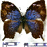  ( - JFDA0624)  @11 [ ] by-nc-sa (2024) Jean F. Le Crom Jean F. Le Crom