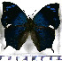  ( - JFDA0638)  @11 [ ] by-nc-sa (2024) Jean F. Le Crom Jean F. Le Crom