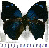  ( - JFDA0656)  @11 [ ] by-nc-sa (2024) Jean F. Le Crom Jean F. Le Crom