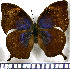  ( - JFDA0659)  @11 [ ] by-nc-sa (2024) Jean F. Le Crom Jean F. Le Crom