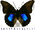  (Archaeoprepona chromus - JFDA0660)  @11 [ ] by-nc-sa (2024) Jean F. Le Crom Jean F. Le Crom
