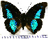  (Archaeoprepona demophoon andicola - JFDA0662)  @11 [ ] by-nc-sa (2024) Jean F. Le Crom Jean F. Le Crom