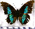  (Prepona gnorima - JFDA0685)  @11 [ ] by-nc-sa (2024) Jean F. Le Crom Jean F. Le Crom