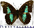  ( - JFDA0686)  @11 [ ] by-nc-sa (2024) Jean F. Le Crom Jean F. Le Crom