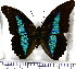  (Prepona deiphile neoterpe - JFDA0690)  @11 [ ] by-nc-sa (2024) Jean F. Le Crom Jean F. Le Crom