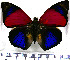  (Agrias - JFDA0697)  @11 [ ] by-nc-sa (2024) Jean F. Le Crom Jean F. Le Crom
