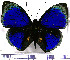 (Agrias hewitsonius - JFDA0700)  @11 [ ] by-nc-sa (2024) Jean F. Le Crom Jean F. Le Crom