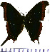  (Marpesia zerynthia - JFDA0701)  @11 [ ] by-nc-sa (2024) Jean F. Le Crom Jean F. Le Crom
