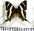  (Marpesia orsilochus - JFDA0707)  @11 [ ] by-nc-sa (2024) Jean F. Le Crom Jean F. Le Crom