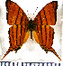  ( - JFDA0709)  @11 [ ] by-nc-sa (2024) Jean F. Le Crom Jean F. Le Crom