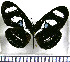  (Vila caecilia - JFDA0721)  @11 [ ] by-nc-sa (2024) Jean F. Le Crom Jean F. Le Crom