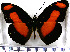  (Catonephele salambria - JFDA0730)  @11 [ ] by-nc-sa (2024) Jean F. Le Crom Jean F. Le Crom