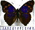  (Eunica anna - JFDA0747)  @11 [ ] by-nc-sa (2024) Jean F. Le Crom Jean F. Le Crom