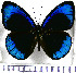  (Eunica eurota - JFDA0775)  @11 [ ] by-nc-sa (2024) Jean F. Le Crom Jean F. Le Crom