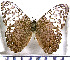  (Hamadryas amphichloe - JFDA0805)  @11 [ ] by-nc-sa (2024) Jean F. Le Crom Jean F. Le Crom