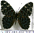  ( - JFDA0806)  @11 [ ] by-nc-sa (2024) Jean F. Le Crom Jean F. Le Crom