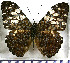  (Hamadryas fornax - JFDA0813)  @11 [ ] by-nc-sa (2024) Jean F. Le Crom Jean F. Le Crom
