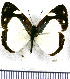  ( - JFDA0850)  @11 [ ] by-nc-sa (2024) Jean F. Le Crom Jean F. Le Crom