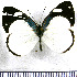  (Dynamine pieridoides - JFDA0855)  @11 [ ] by-nc-sa (2024) Jean F. Le Crom Jean F. Le Crom