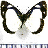  ( - JFDA0856)  @11 [ ] by-nc-sa (2024) Jean F. Le Crom Jean F. Le Crom