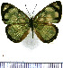  (Dynamine artemisia - JFDA0858)  @11 [ ] by-nc-sa (2024) Jean F. Le Crom Jean F. Le Crom