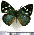  (Dynamine sara - JFDA0868)  @11 [ ] by-nc-sa (2024) Jean F. Le Crom Jean F. Le Crom