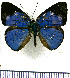  (Dynamine perseis - JFDA0870)  @11 [ ] by-nc-sa (2024) Jean F. Le Crom Jean F. Le Crom