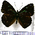  (Perisama goeringi - JFDA0898)  @11 [ ] by-nc-sa (2024) Jean F. Le Crom Jean F. Le Crom