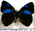  (Perisama cloelia - JFDA0900)  @11 [ ] by-nc-sa (2024) Jean F. Le Crom Jean F. Le Crom