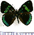  (Perisama ilia - JFDA0905)  @11 [ ] by-nc-sa (2024) Jean F. Le Crom Jean F. Le Crom
