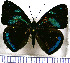  (Perisama tringa - JFDA0907)  @11 [ ] by-nc-sa (2024) Jean F. Le Crom Jean F. Le Crom