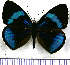  (Perisama vaninka - JFDA0910)  @11 [ ] by-nc-sa (2024) Jean F. Le Crom Jean F. Le Crom
