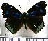  (Perisama cecidas - JFDA0912)  @11 [ ] by-nc-sa (2024) Jean F. Le Crom Jean F. Le Crom