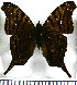  ( - JFDA0926)  @11 [ ] by-nc-sa (2024) Jean F. Le Crom Jean F. Le Crom