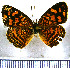  (Anthanassa frisia taeniata - JFDA0960)  @11 [ ] by-nc-sa (2024) Jean F. Le Crom Jean F. Le Crom