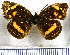  (Anthanassa drusilla drusilla - JFDA0964)  @11 [ ] by-nc-sa (2024) Jean F. Le Crom Jean F. Le Crom