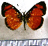  (Tegosa anieta - JFDA0997)  @11 [ ] by-nc-sa (2024) Jean F. Le Crom Jean F. Le Crom