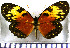  (Eresia quintilla - JFDA1017)  @11 [ ] by-nc-sa (2024) Jean F. Le Crom Jean F. Le Crom