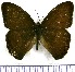  (Euptychoides nossis - JFDA1260)  @11 [ ] by-nc-sa (2024) Jean F. Le Crom Jean F. Le Crom