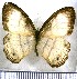  (Magneuptychia gera - JFDA1262)  @11 [ ] by-nc-sa (2024) Jean F. Le Crom Jean F. Le Crom