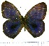  (Satyrotaygetis iris - JFDA1266)  @11 [ ] by-nc-sa (2024) Jean F. Le Crom Jean F. Le Crom