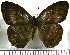  (Cissia fugitiva - JFDA1278)  @11 [ ] by-nc-sa (2024) Jean F. Le Crom Jean F. Le Crom